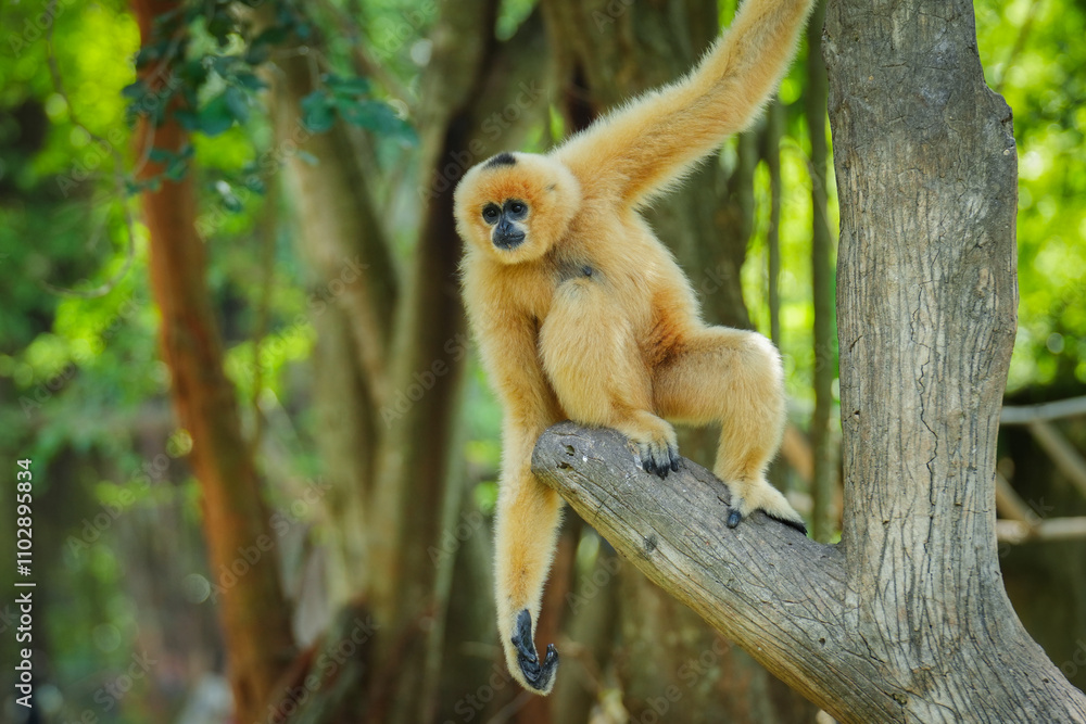 Fototapeta premium common gibbon or white-handed gibbon on tree