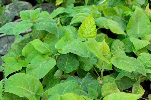 Tamarillo tomato tree seedlings in plant nursery. photo