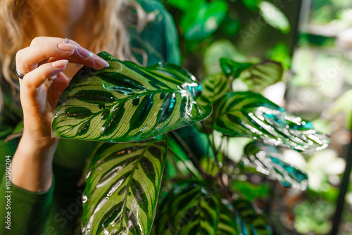 Young woman florist in eyeglasses wearing green dress, holding and looking at flowering calathea plant, stands surrounded by plants in her home garden.