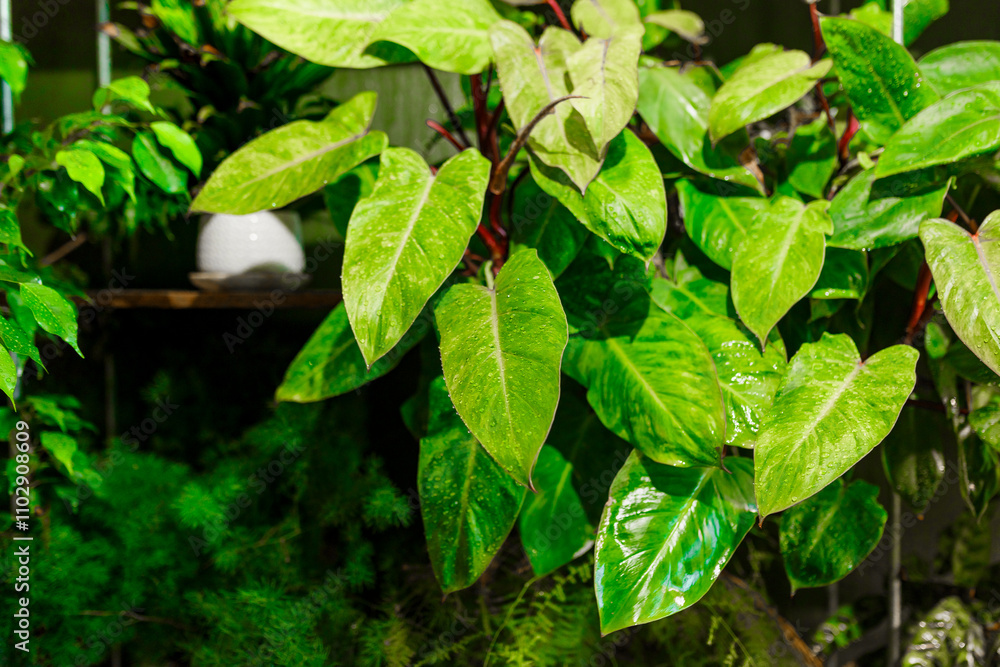 Tropical exotic Plants, Amidst Lush Greenery in Plant Boutique, domestic greenhouse Tropical exotic Plants, Amidst Lush Greenery in Plant Boutique, domestic greenhouse