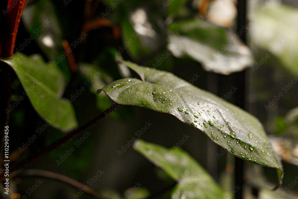 Tropical exotic Plants, Amidst Lush Greenery in Plant Boutique, domestic greenhouse Tropical exotic Plants, Amidst Lush Greenery in Plant Boutique, domestic greenhouse