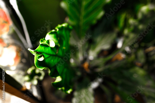 Tropical exotic Plants, Amidst Lush Greenery in Plant Boutique, domestic greenhouse