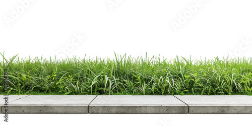 Vibrant Green Grass by the Sidewalk: A City Nature Scene