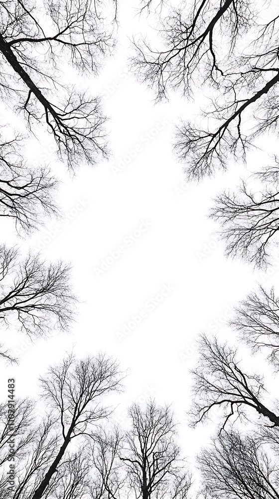 Fototapeta premium Elegant Minimalist Branch Patterns with a Clear Background