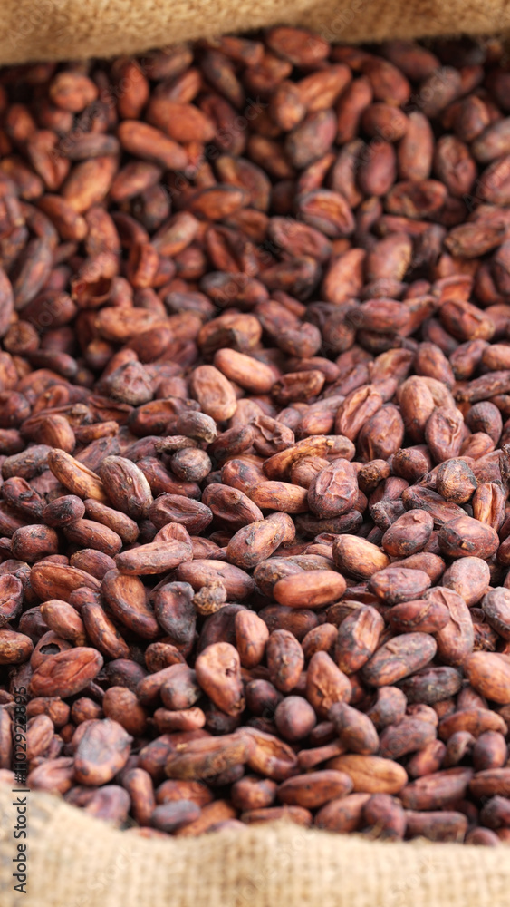 Fototapeta premium fermented and dried cocoa beans in burlap bag, raw cacao