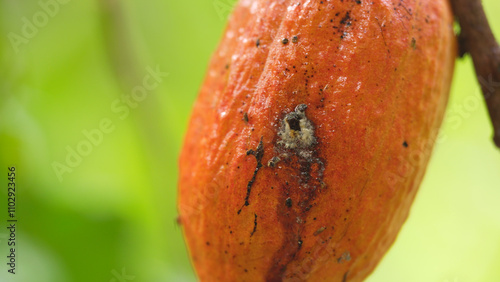 Obraz na plátně cocoa husk borer larvae feed on the husk of the pod, indonesia