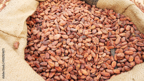 Cocoa or cacao beans in a burlap sack, fermented and dried photo