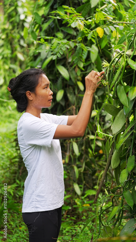 A young vanilla farmer in southeast Asia pollinated by hand flowers in a farm A young vanilla farmer in southeast Asia pollinated by hand flowers in a farm
