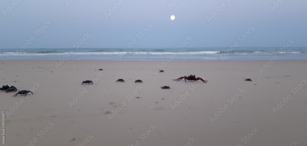 A tranquil beach in Puri, where tiny crabs scuttle across the sand under the soft illumination of a crescent moon and the rhythmic sound of waves. A tranquil beach in Puri, where tiny crabs scuttle across the sand under the soft illumination of a crescent moon and the rhythmic sound of waves.