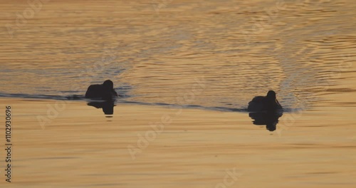 Two graceful ducks gliding smoothly across a shimmering golden lake during a breathtaking sunset scene