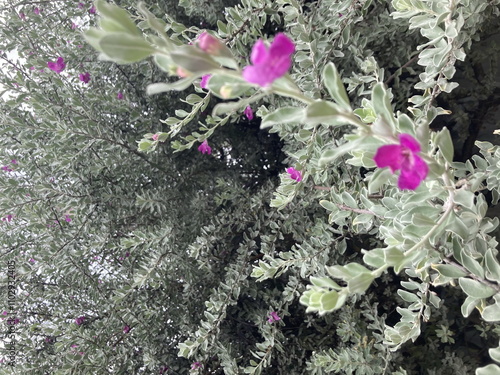 defocused bright pink-purple flowers of a Leucophyllum frutescens tree or Barometer bush or Ash plant amidst its beautiful silver leaves