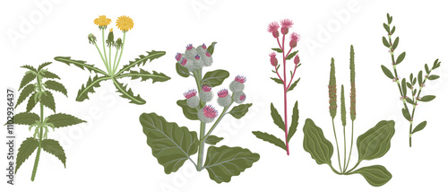 vector drawing weed plant at white background, floral elements, hand drawn botanical illustration