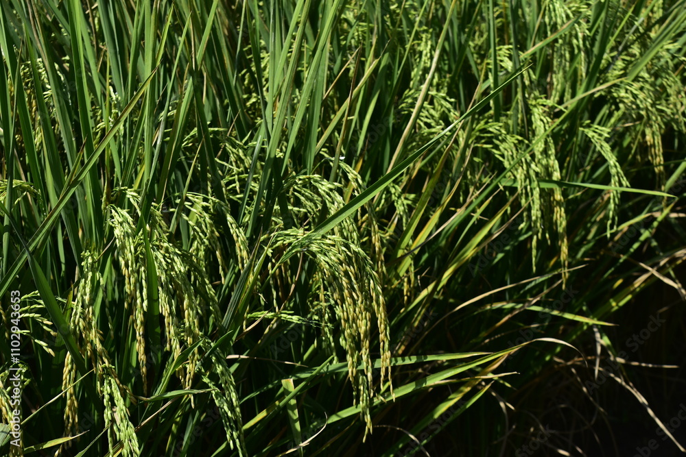 Obraz premium Rice produced by farmers is a staple food for the people of Java, Asia, Indonesia 