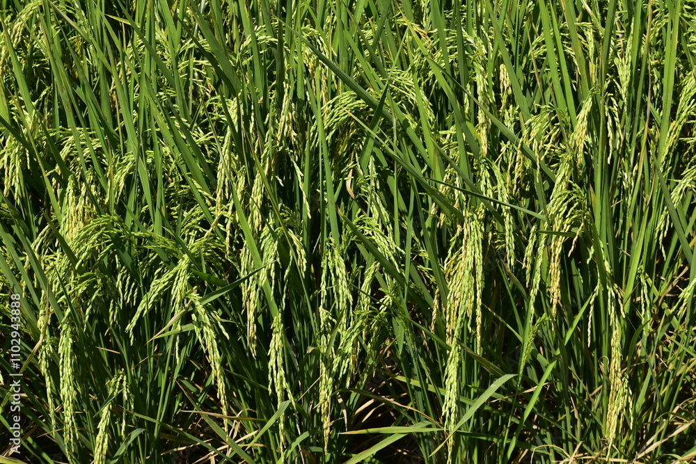 Rice produced by farmers is a staple food for the people of Java, Asia, Indonesia Rice produced by farmers is a staple food for the people of Java, Asia, Indonesia