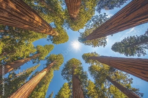 Group of giant sequoia trees in yosemite park under a clear and sunny sky photo