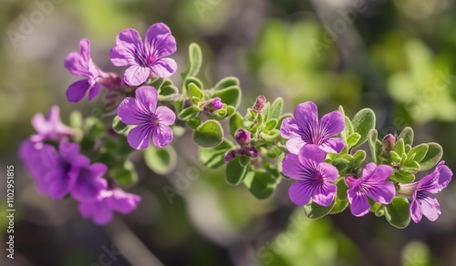 AI generator image of Barometer Bush, Ash Plant Flower, Leucophyllum frutesc, a popular garden ornamental plant. Flower characteristics similar to lavender