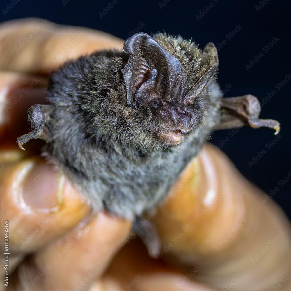 Eine zur Bestimmung mit Netz gefangene Mopsfledermaus in der Seitenansicht in einer Hand gehalten