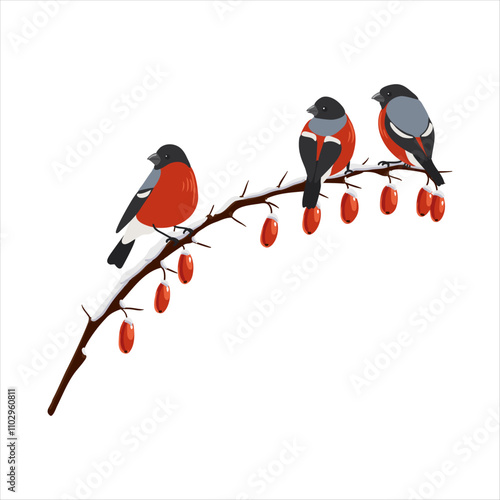barberry, tree branch with berries in winter with snow and bullfinch birds, isolated at white background, hand drawn illustration