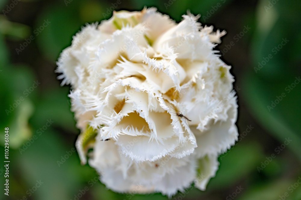 Shallow focus of a delicate white flower with intricate details Shallow focus of a delicate white flower with intricate details