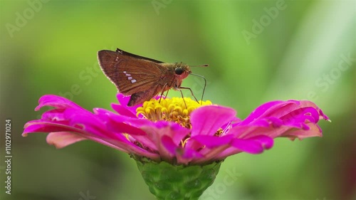 Close-up: A small brown butterfly was feeding on a flower.