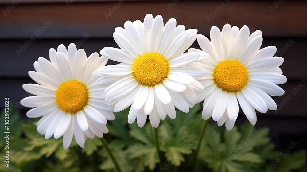 Obraz premium Three vibrant white daisy flowers blooming beautifully in a lush garden setting with soft green leaves in the background.