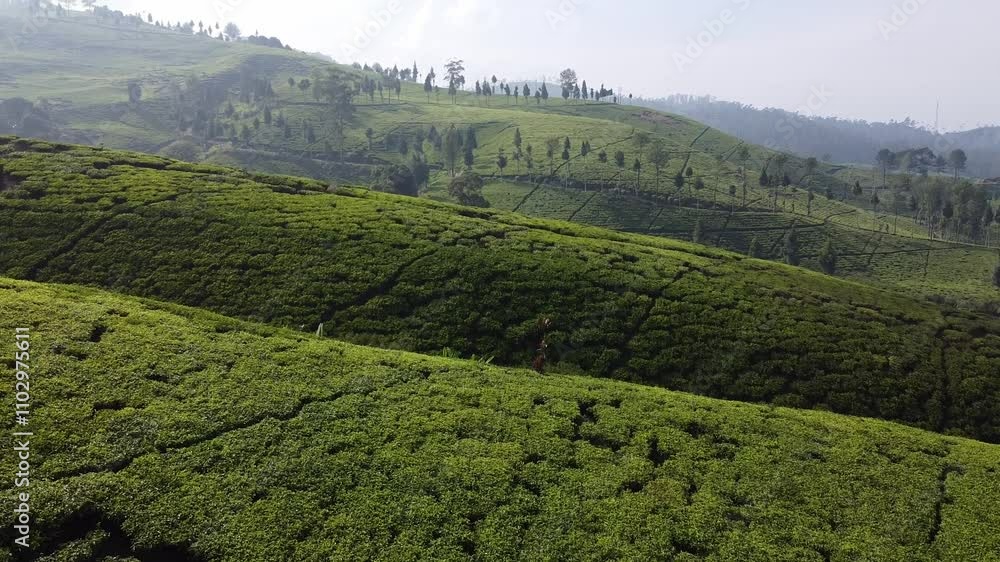 Drone View Of Green Tea Hills With Beautiful Pattern. Drone View Of Green Tea Hills With Beautiful Pattern.