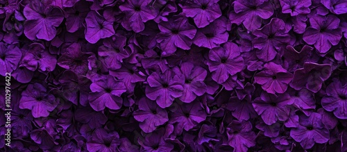 Vibrant purple petunia flower texture suitable for backgrounds garden decor and summer floral arrangements in balconies or flower beds