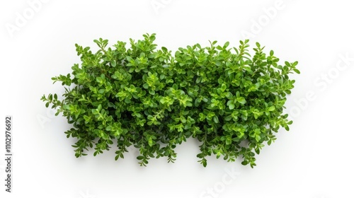 Fresh organic thyme leaves arranged on a clean white background showcasing vibrant green hues ideal for culinary and health-related visuals.