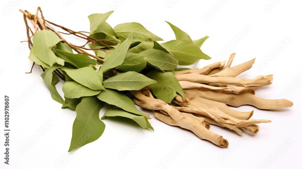 Dried and fresh Withania somnifera roots and leaves arranged on a clean white background showcasing herbal plant characteristics Dried and fresh Withania somnifera roots and leaves arranged on a clean white background showcasing herbal plant characteristics