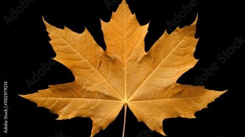 Wallpaper Mural Autumn maple leaf showcasing vibrant colors highlighting its intricate structure against a black background ideal for seasonal themes and nature studies Torontodigital.ca