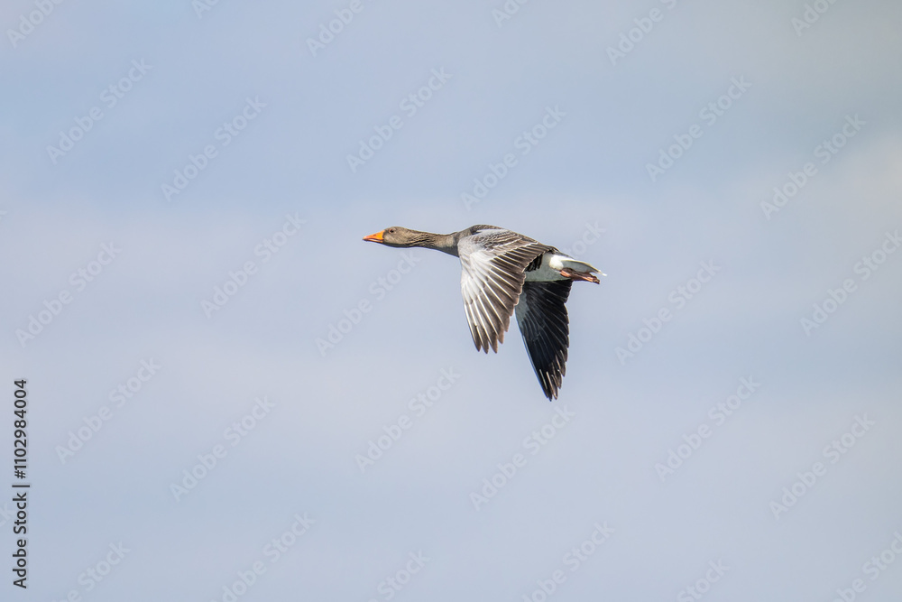 The flying greylag goose, Anser anser is a species of large goose The flying greylag goose, Anser anser is a species of large goose