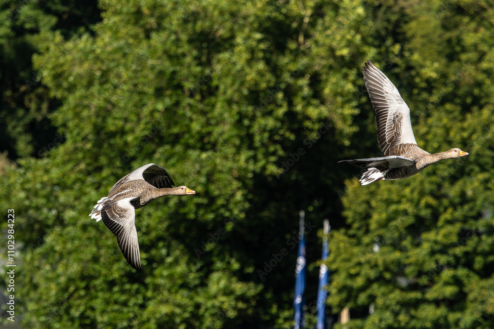 Fototapeta premium The flying greylag goose, Anser anser is a species of large goose