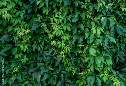 A wall of green leaves of maiden ivy