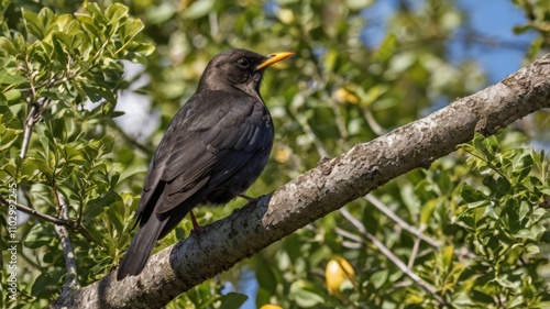 Blackbird Perched On Tree Branch In Sunny Green Foliage 