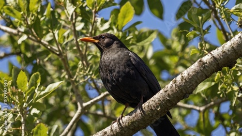 Blackbird Perched On Tree Branch In Sunny Green Foliage 