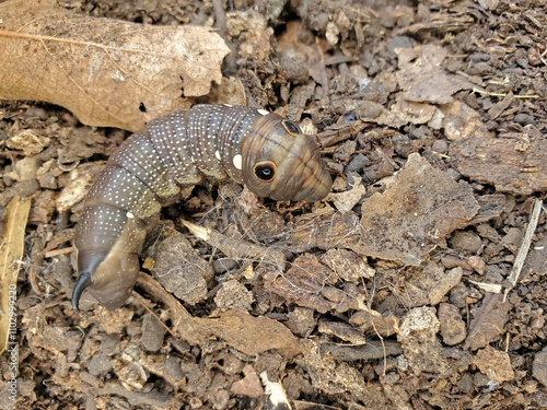 Cuadro en lienzo Closeup Moth Larva larvae of Falcon Sphinx Moth, Xylophanes falso, the head looks like a false snake and the tail has a horn, like a hornworm horn worm