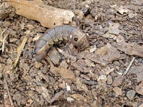 Moth Larva larvae of the Falcon Sphinx Moth, Xylophanes falso, the head looks like a false snake and the tail has a horn, like a hornworm or horn worm. This tiny moth larva is exhibiting mimicry. photo