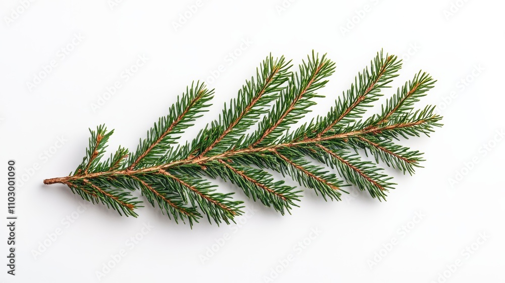 Symbol Christmas tree from a fir branches on white background. Creative winter layout with evergreen tree branches. Flat nature concept Symbol Christmas tree from a fir branches on white background. Creative winter layout with evergreen tree branches. Flat nature concept