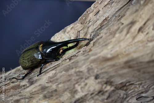 木を登っているカブト虫