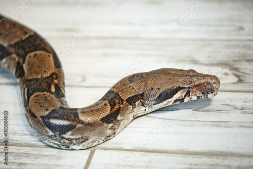 Royal Python, or Ball Python (Python regius) on the floor indoor at home