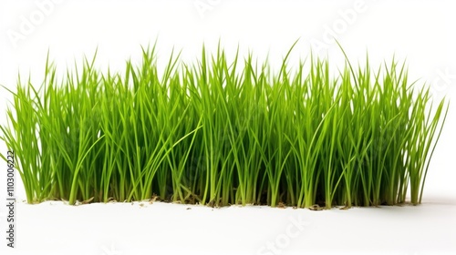 Vibrant green grass growing on a clean white background symbolizing freshness and nature's vitality in a minimalist setting.