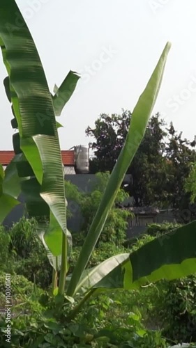 banana tree in my backyard vertical view stock footage