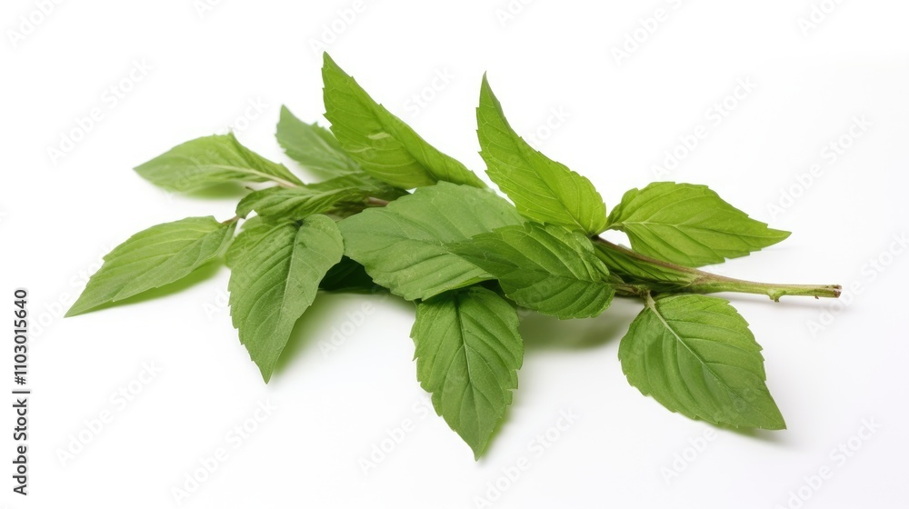 Fresh holy basil or tulsi leaves arranged on a clean white background showcasing vibrant green color and healthy foliage in natural light. Fresh holy basil or tulsi leaves arranged on a clean white background showcasing vibrant green color and healthy foliage in natural light.