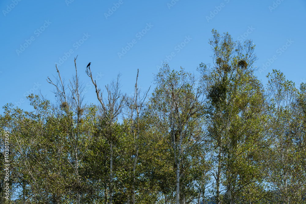 Fototapeta premium 白樺とカラス