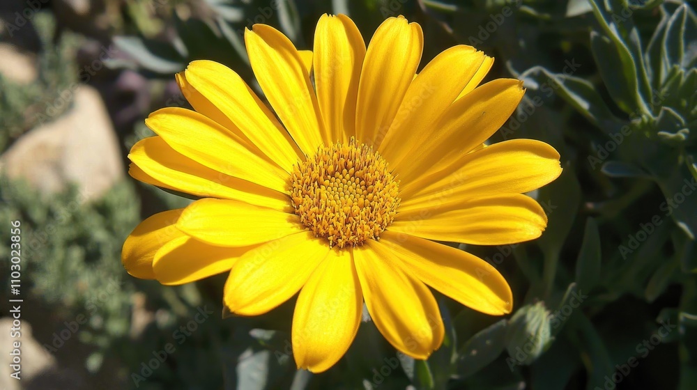 Close-up view of a vibrant yellow marigold flower with striking petals and a textured center, set against a lush garden backdrop. Close-up view of a vibrant yellow marigold flower with striking petals and a textured center, set against a lush garden backdrop.