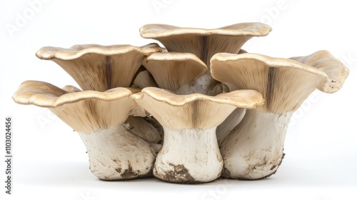 Cluster of King Oyster mushrooms with smooth, creamy caps and thick white stems against a clean white background, showcasing their unique shape and texture. photo