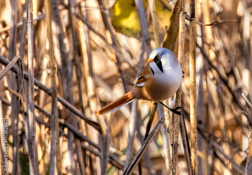 Bearded reedling (Panurus biarmicus) in a natural habitat