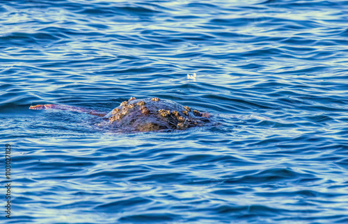 Sea turtle (Careta careta) in Amvrakikos Gulf, Greece photo