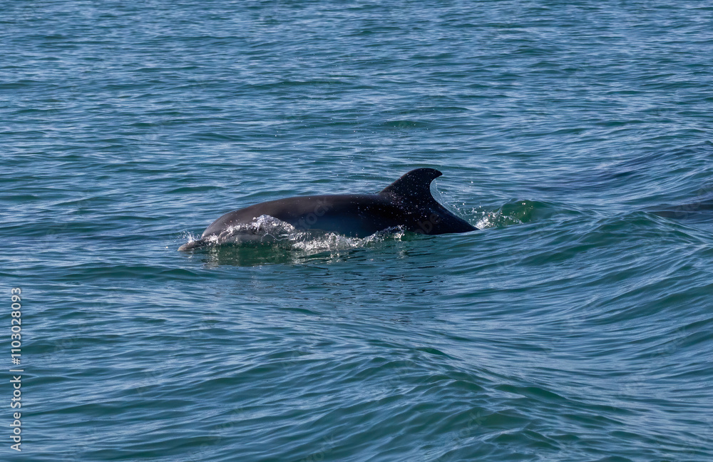 Fototapeta premium Bottle-nosed Dolphins in Amvrakikos Gulf, Greece