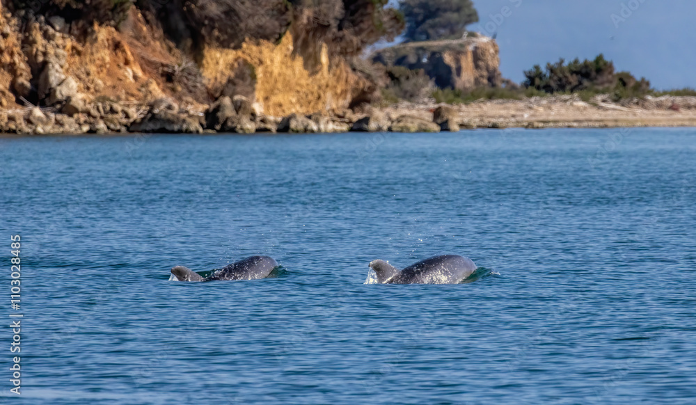 Obraz premium Bottle-nosed Dolphins in Amvrakikos Gulf, Greece